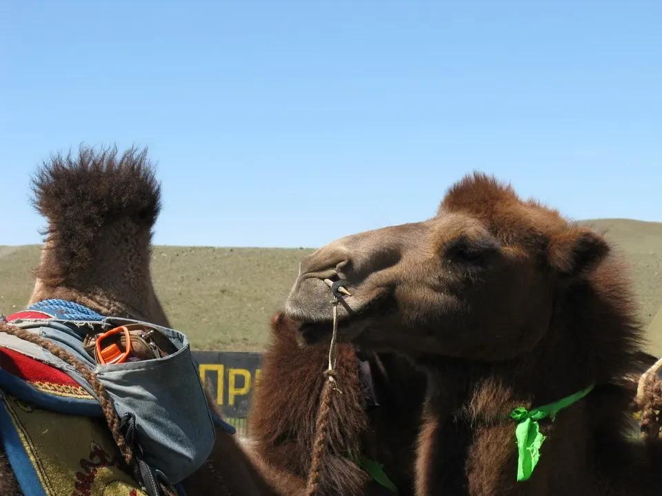 Cammelli in Mongolia con vestiti tradizionali.