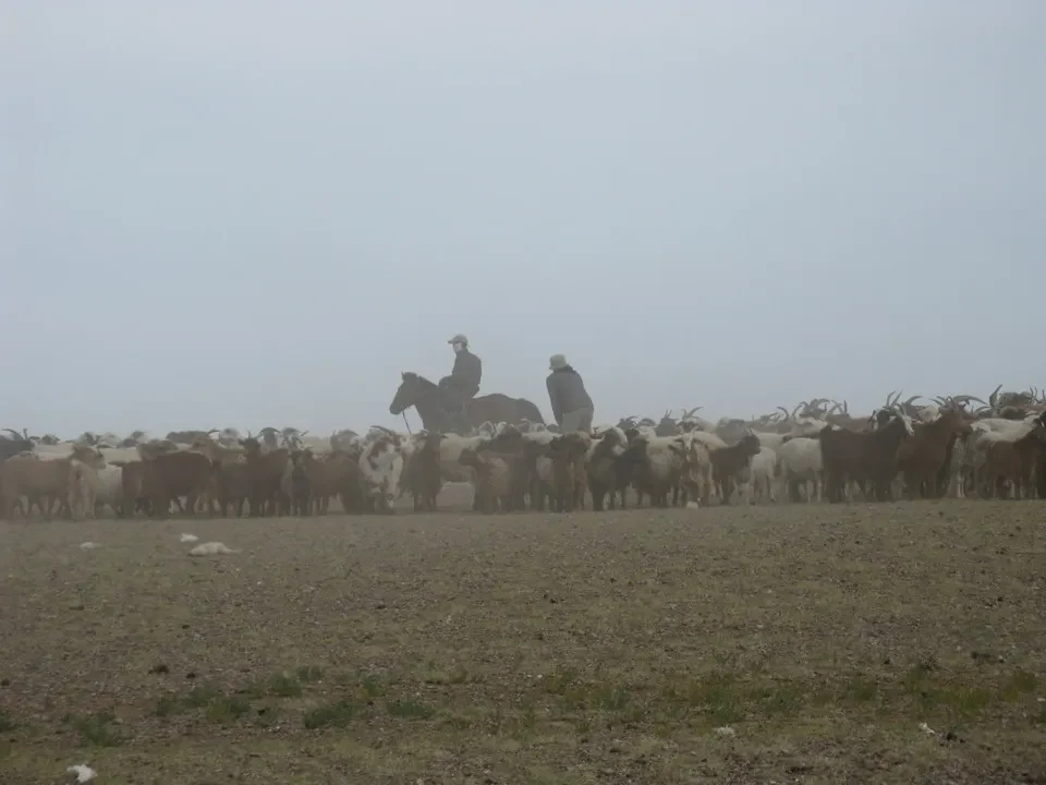 Pastori guidano un gregge di pecore su un pascolo in Mongolia.