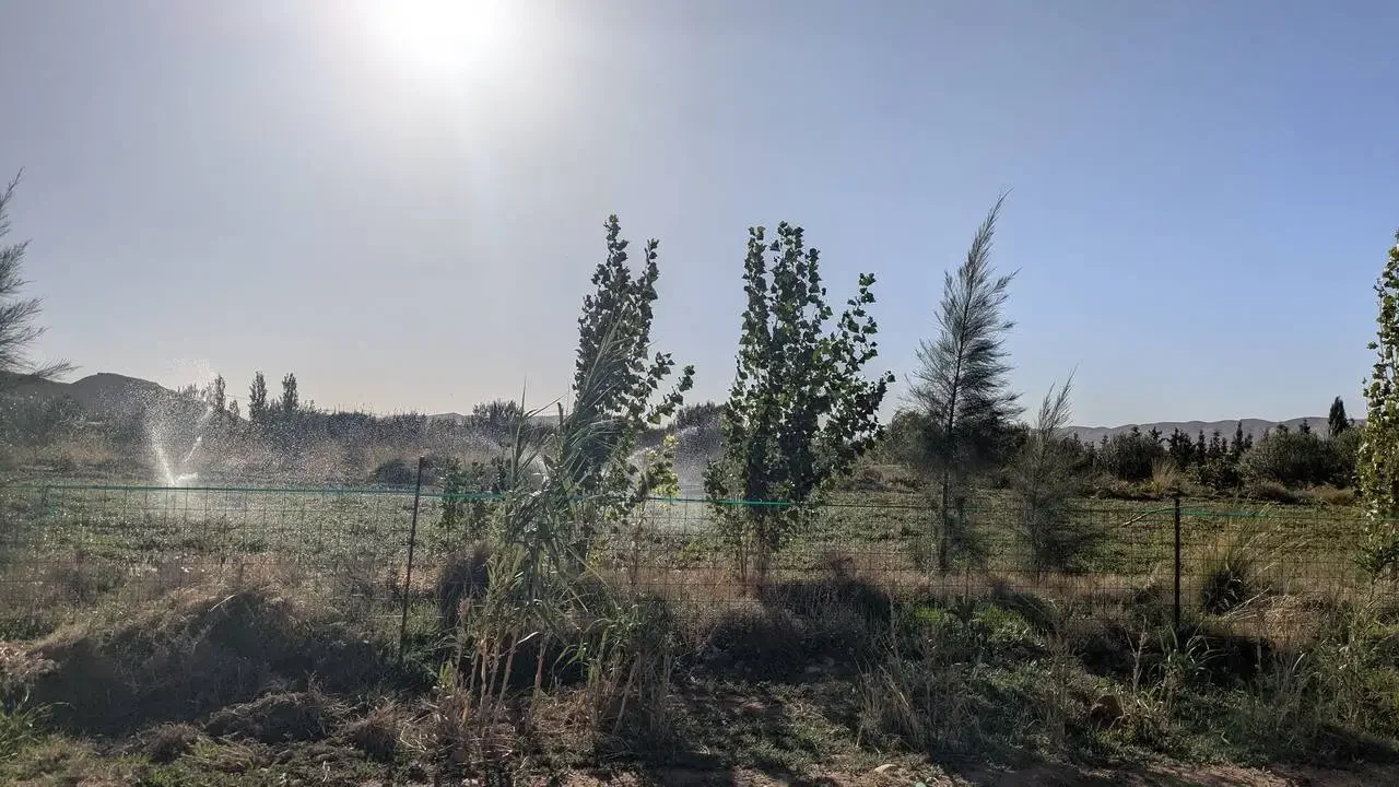 Paesaggio rurale nella regione della Brezina in Algeria con vegetazione secca e un forte bagliore solare.