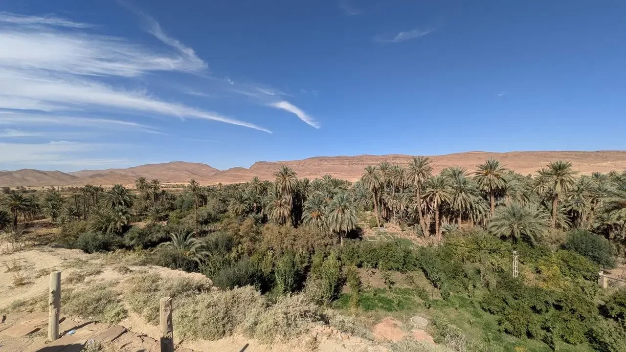 Paesaggio arido con palme sparse su colline algerine.