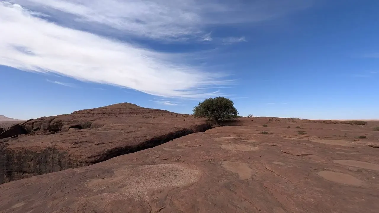 Arido paesaggio desertico algerino con una singola pianta isolata sulla cresta della terra.