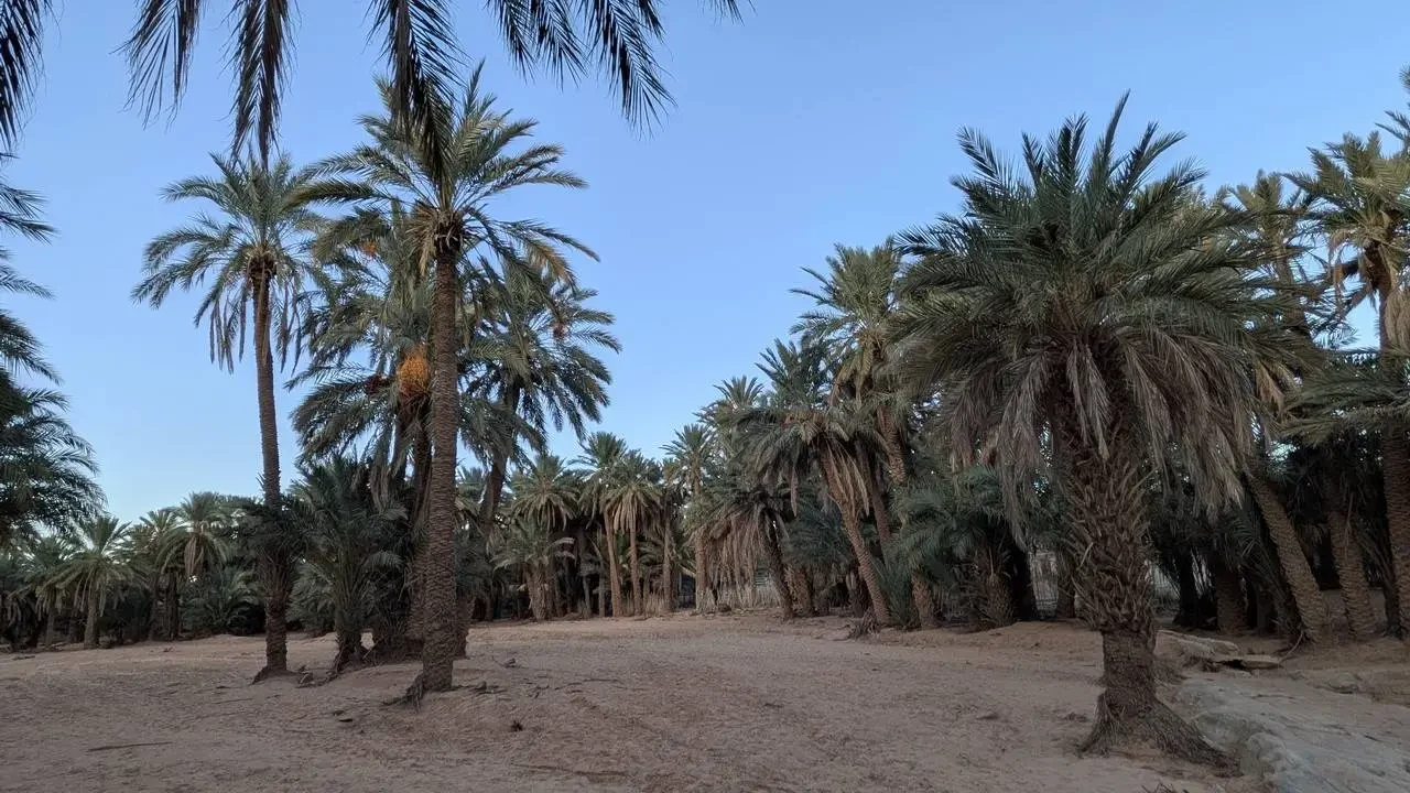 Palme alte in un paesaggio desertico e sabbioso.