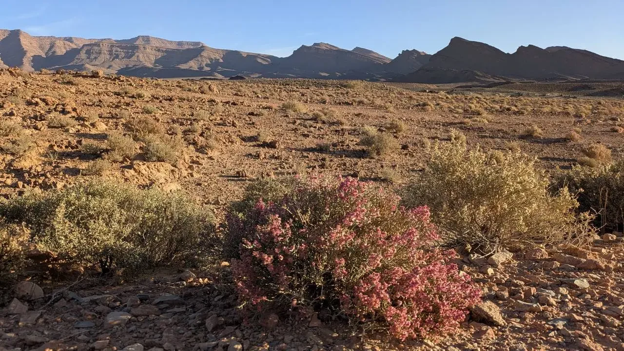 Paesaggio arido con montagne rocciose e vegetazione bassa in primo piano.