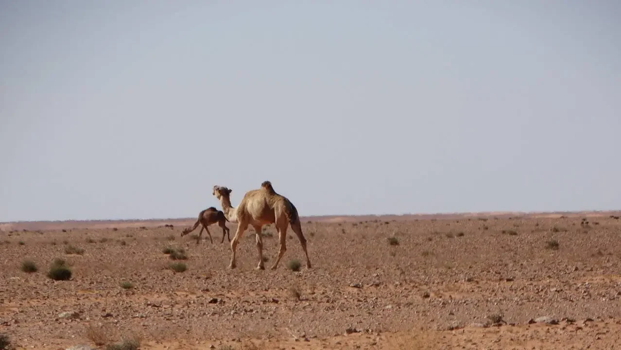 Cammelli attraversano un vasto paesaggio desertico in Algeria.