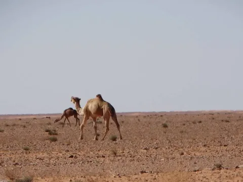 Il deserto, immagini di quando non esisteva