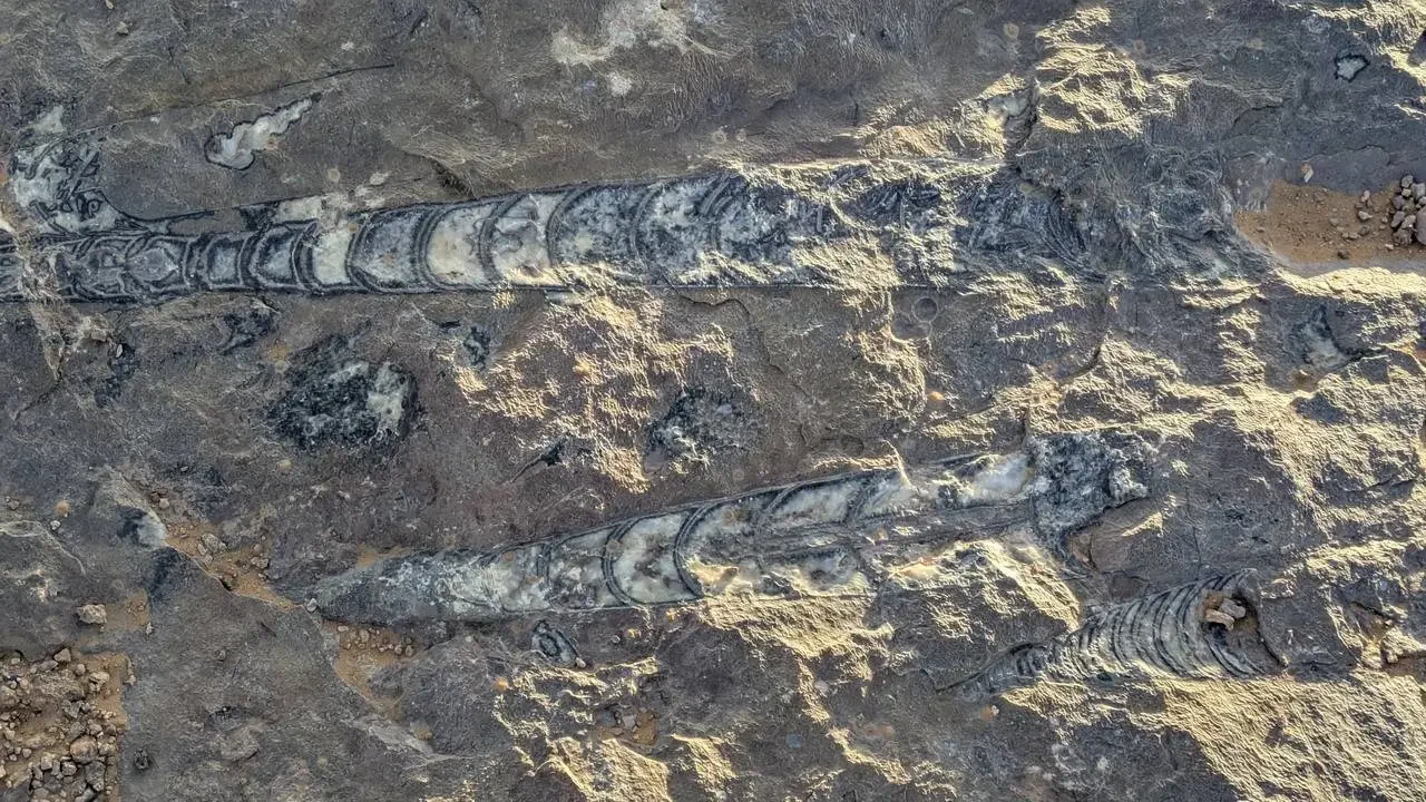 Tracce fossili di rettili conservate nella roccia dell'Algeria.