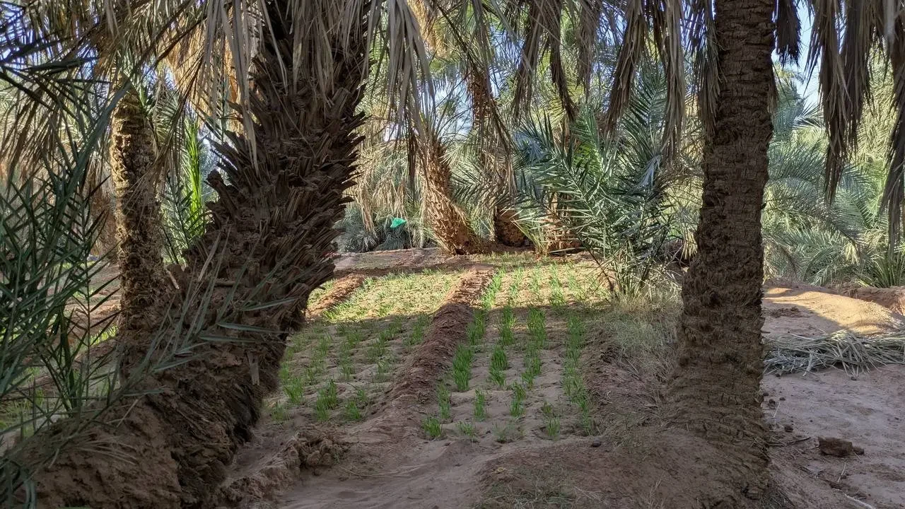Una fila di alberi di palma con giovani piantine in una zona arida dell'Algeria.