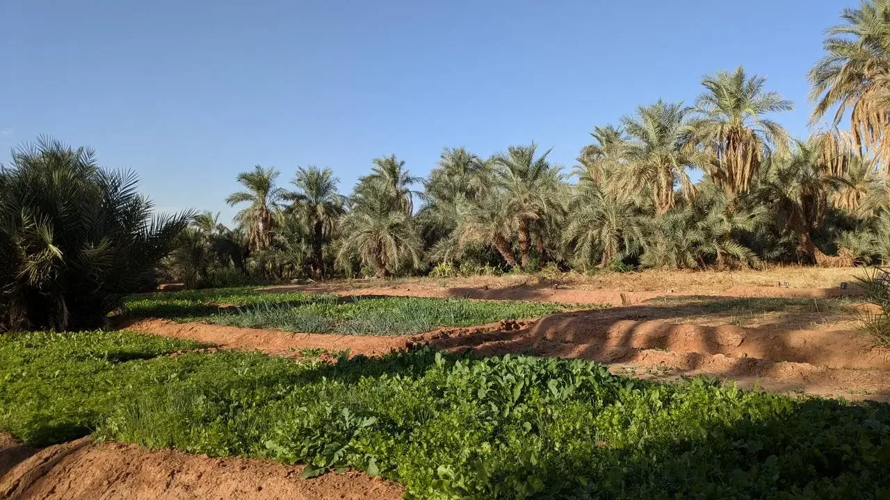 Palme e campi coltivati sotto un cielo limpido in Algeria.