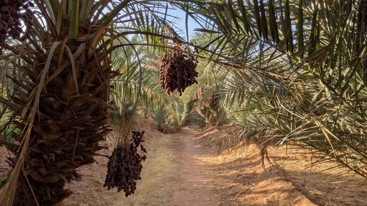 Una strada sterrata attraversa una coltivazione di palme da dattero in Algeria.