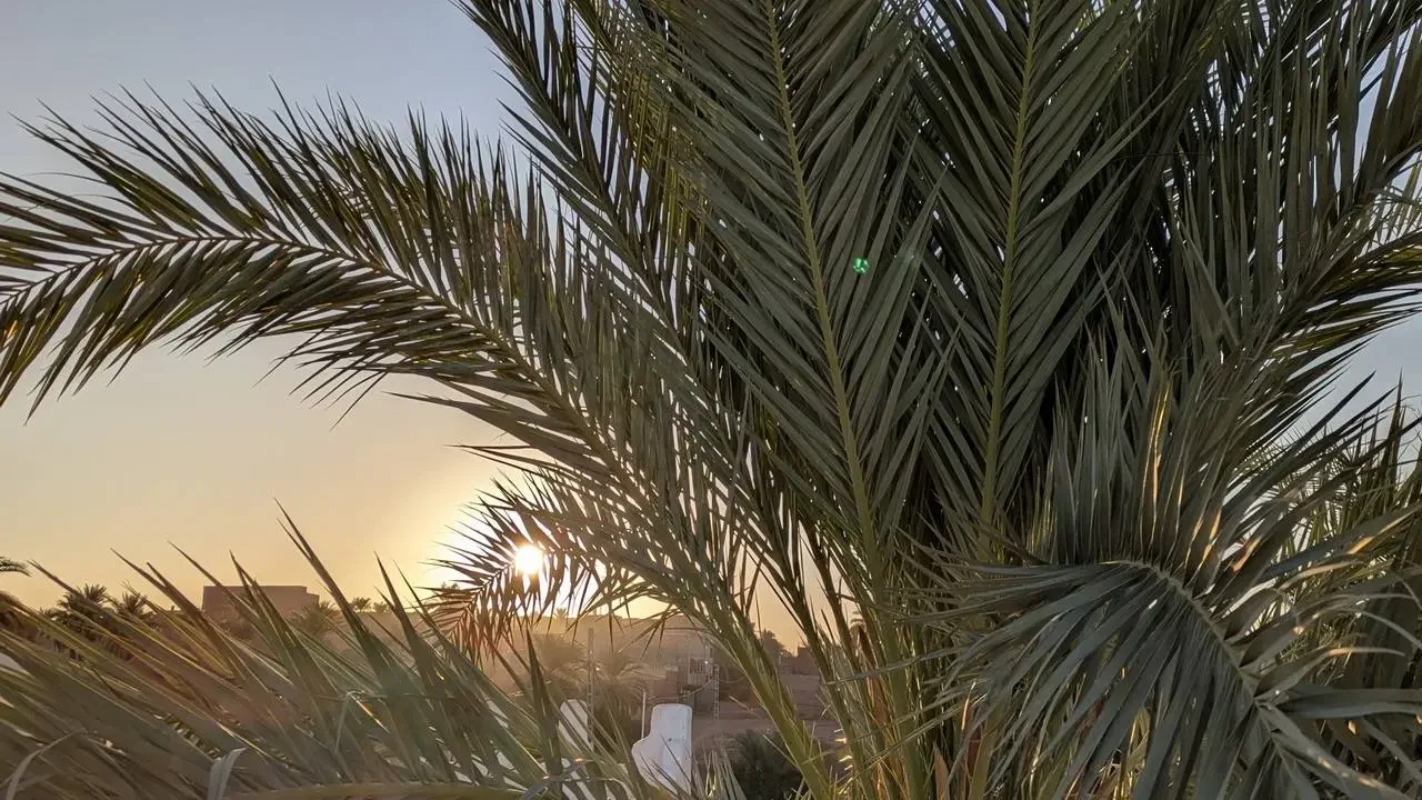Tramonto solare sopra palme in Algeria.