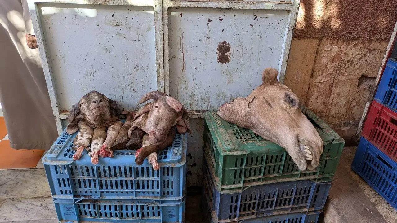 Animali in pelle sono esposti su pallet all'aperto.