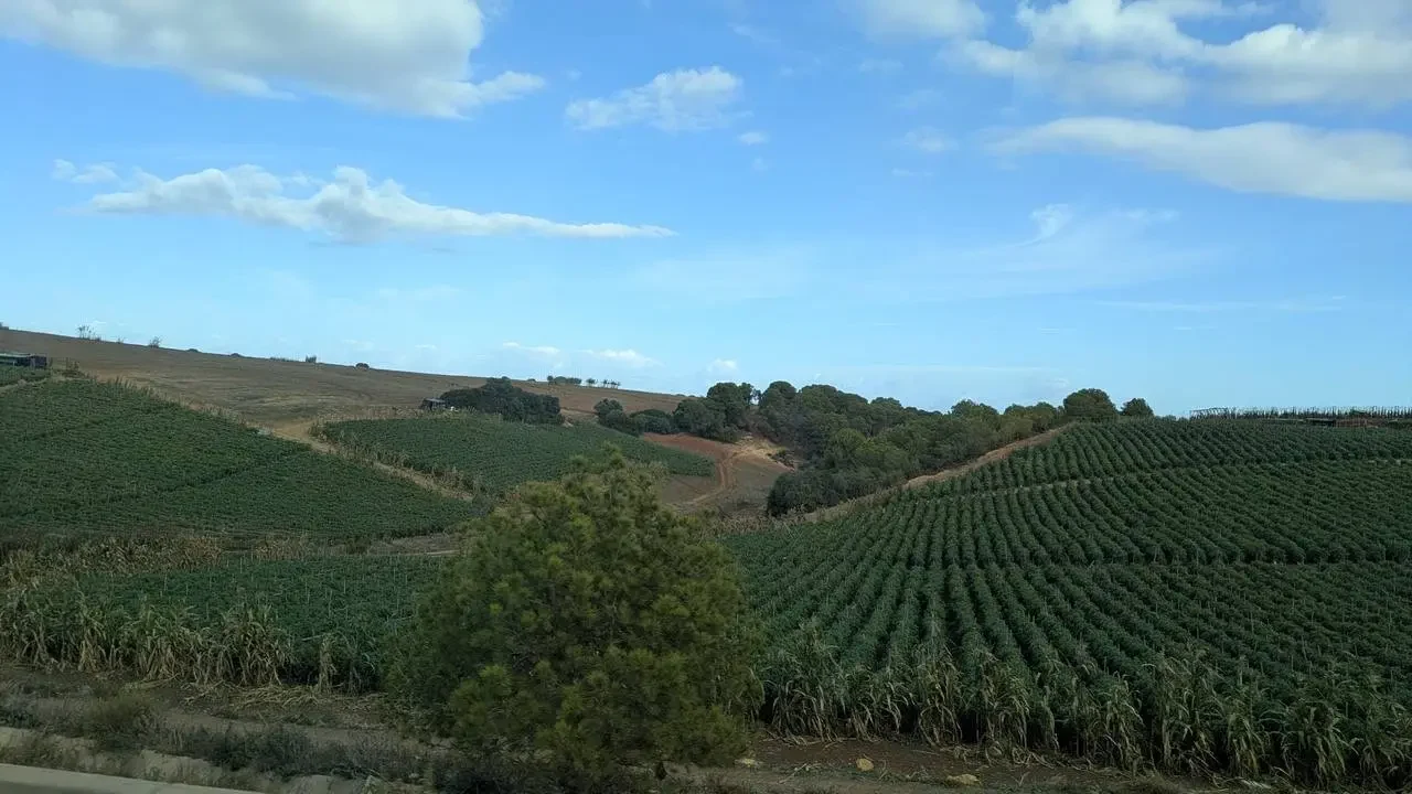 Campi coltivati in una zona collinare in Algeria sotto un cielo azzurro con nuvole bianche.