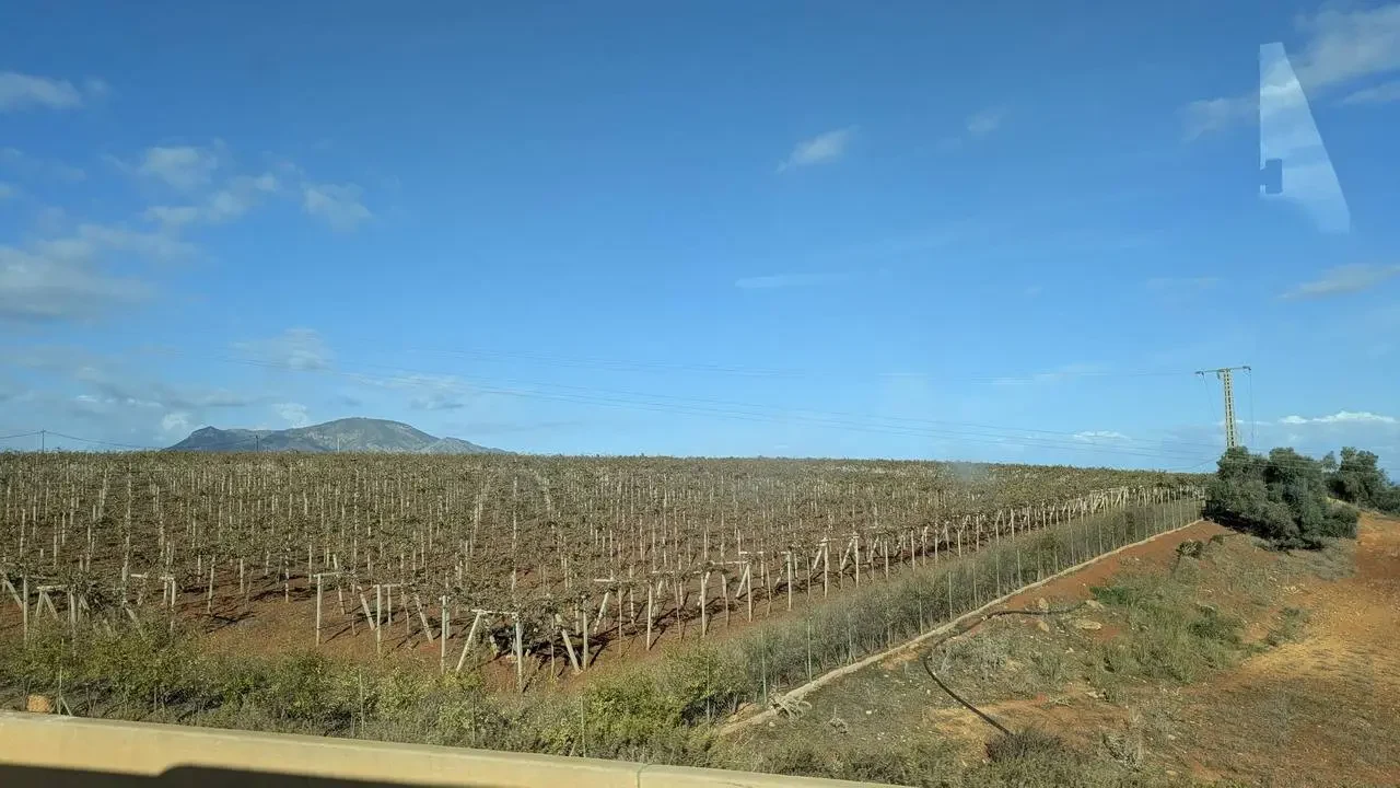 Un campo di vigneti si estende sotto un cielo azzurro in Algeria.