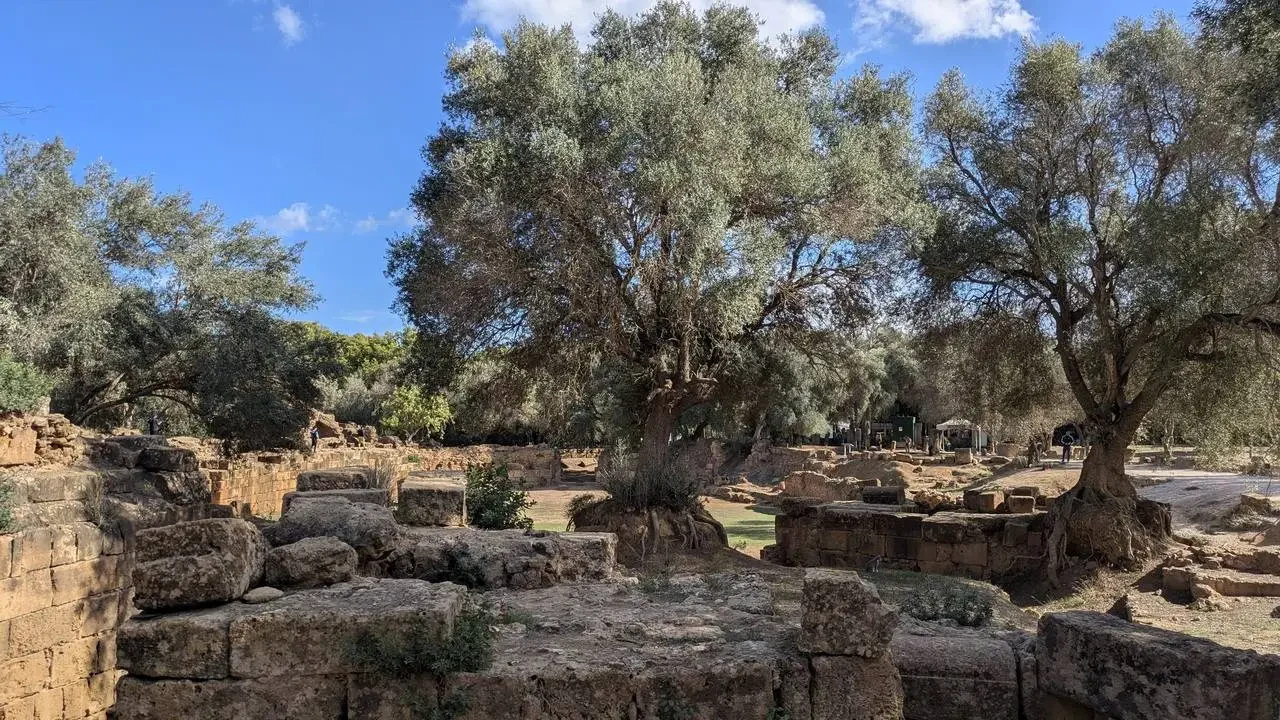 Rovine antiche di Tipasa con alberi mediterranei in primo piano.
