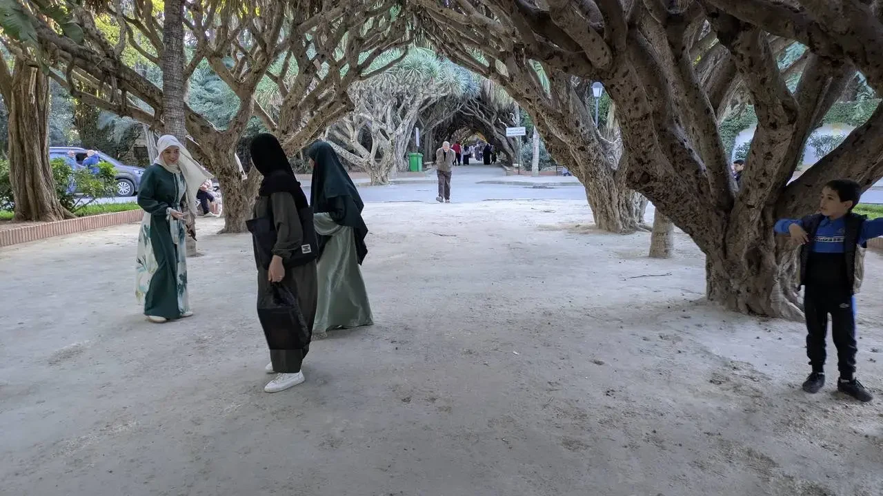 Una passeggiata in un parco alberato con persone che camminano sotto gli alberi.