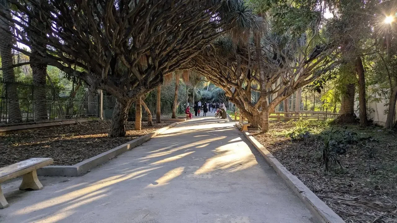 Una passeggiata ombreggiata attraversa un viale alberato in Algeria.