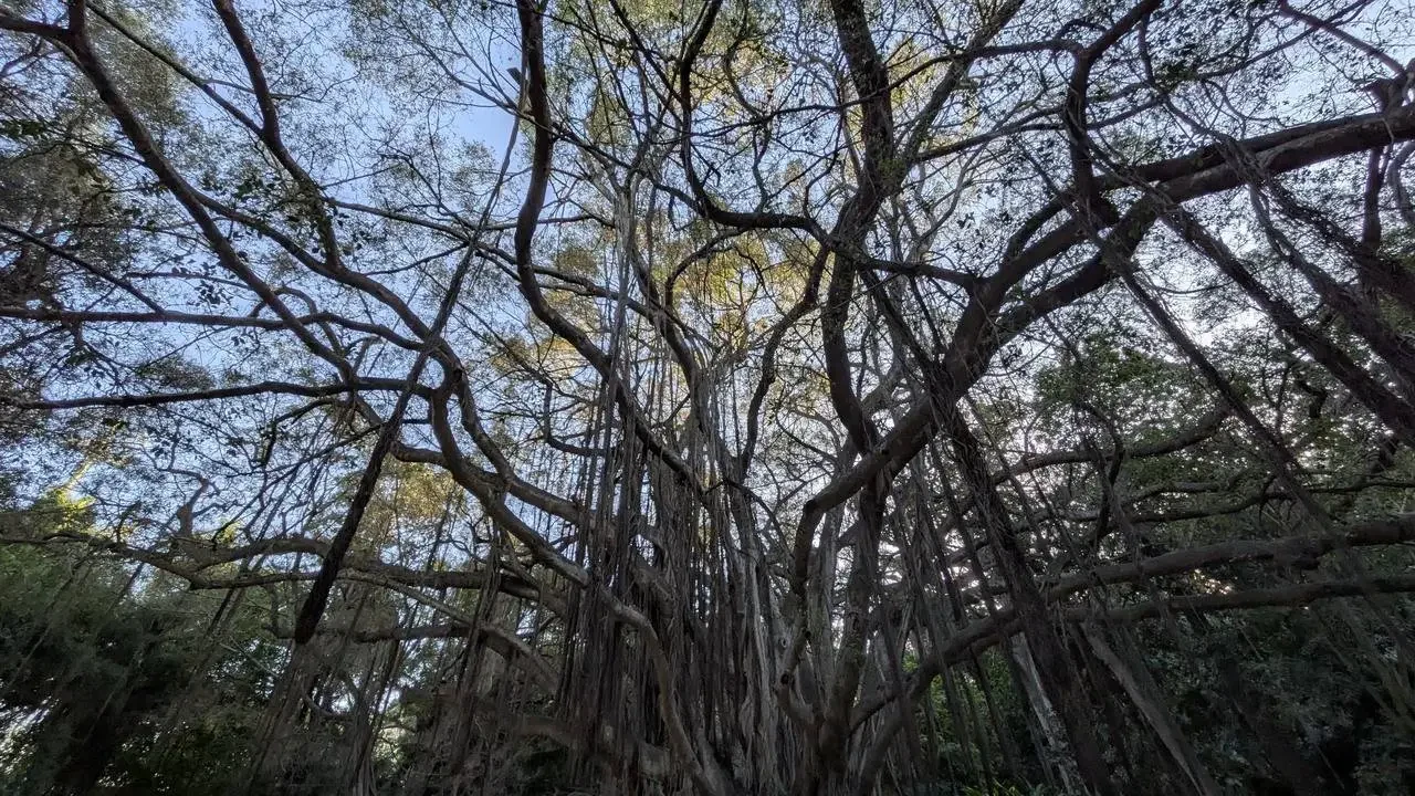 Vista dall'alto di alberi frondosi nel giardino di El Hamma ad Algeri.