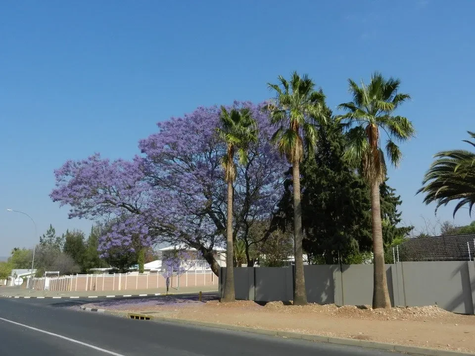 Alberi in fiore viola fronte a una strada asfaltata sotto un cielo azzurro.