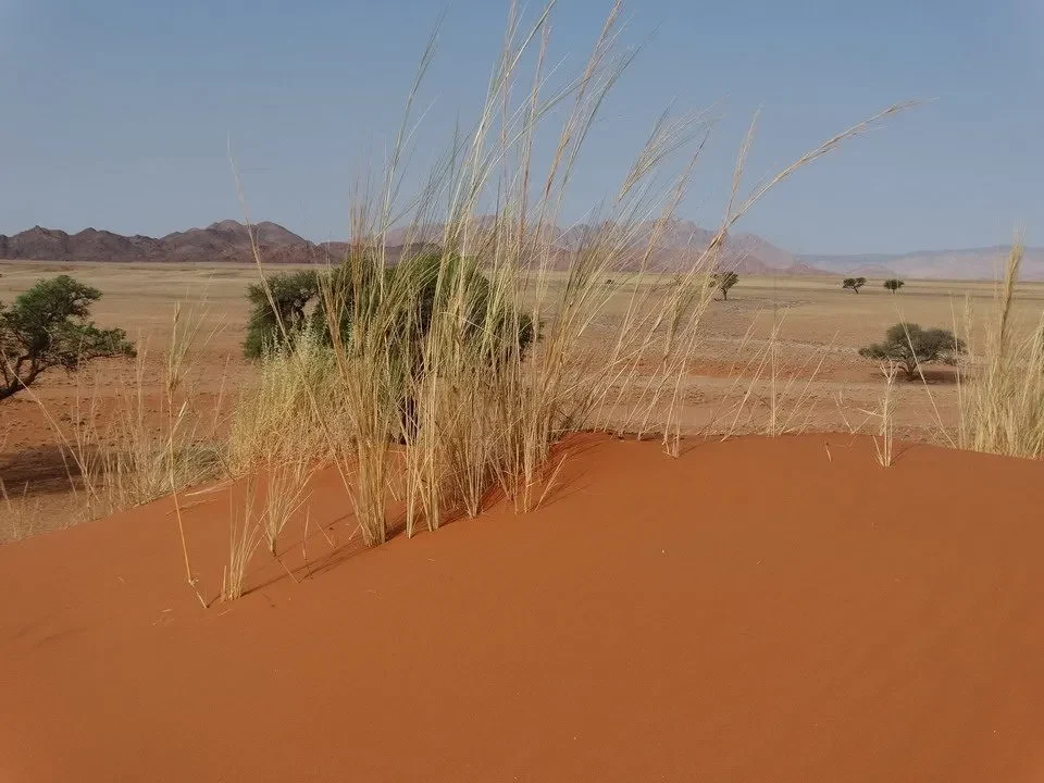 Erba secca crescono su un terreno rosso nel deserto.