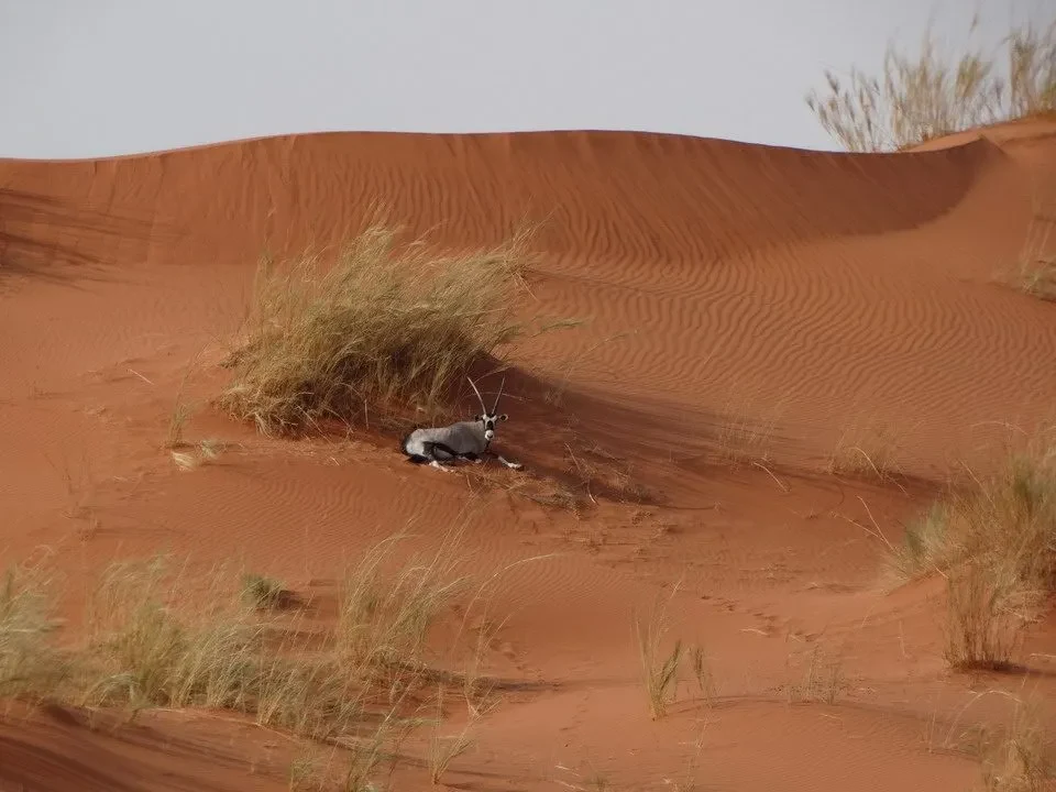 Un animale riposa sulle dune di sabbia arancione del deserto.