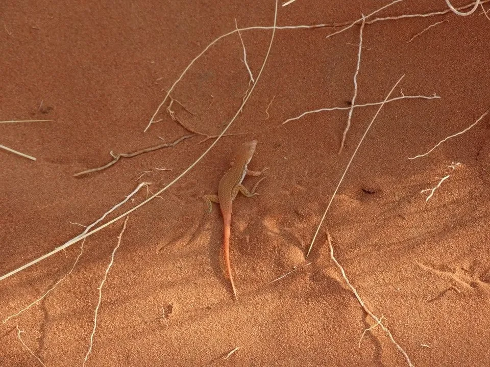Un piccolo rettile marrone cammina sulla sabbia arida del deserto.