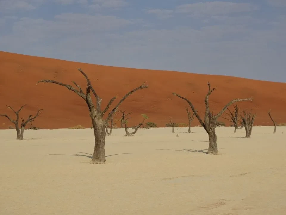 Alberi spogli si stagliano in un vasto paesaggio desertico rosso-arancio.