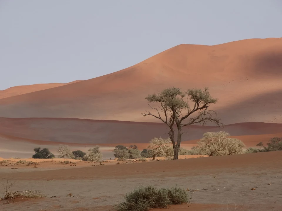 Dune rosse del deserto si stagliano contro un cielo chiaro con vegetazione bassa.