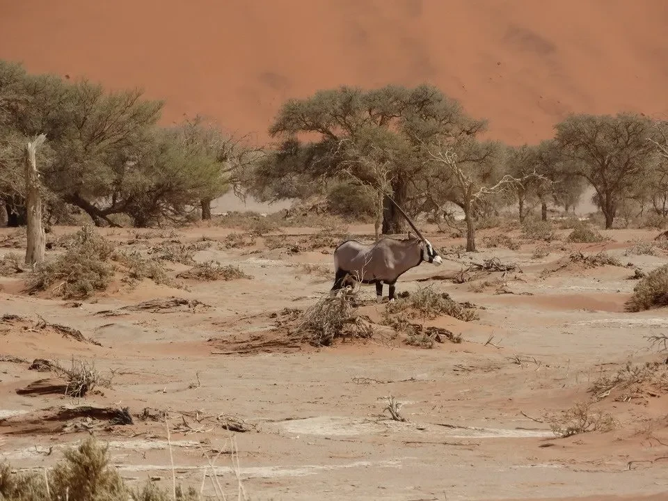 Un bovino si nutre in un paesaggio arido del Kalahari.