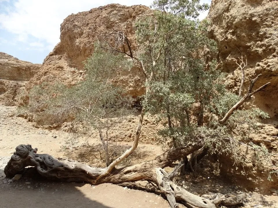 Vegetazione arida e alberi crescono tra formazioni rocciose nel paesaggio del canyon.