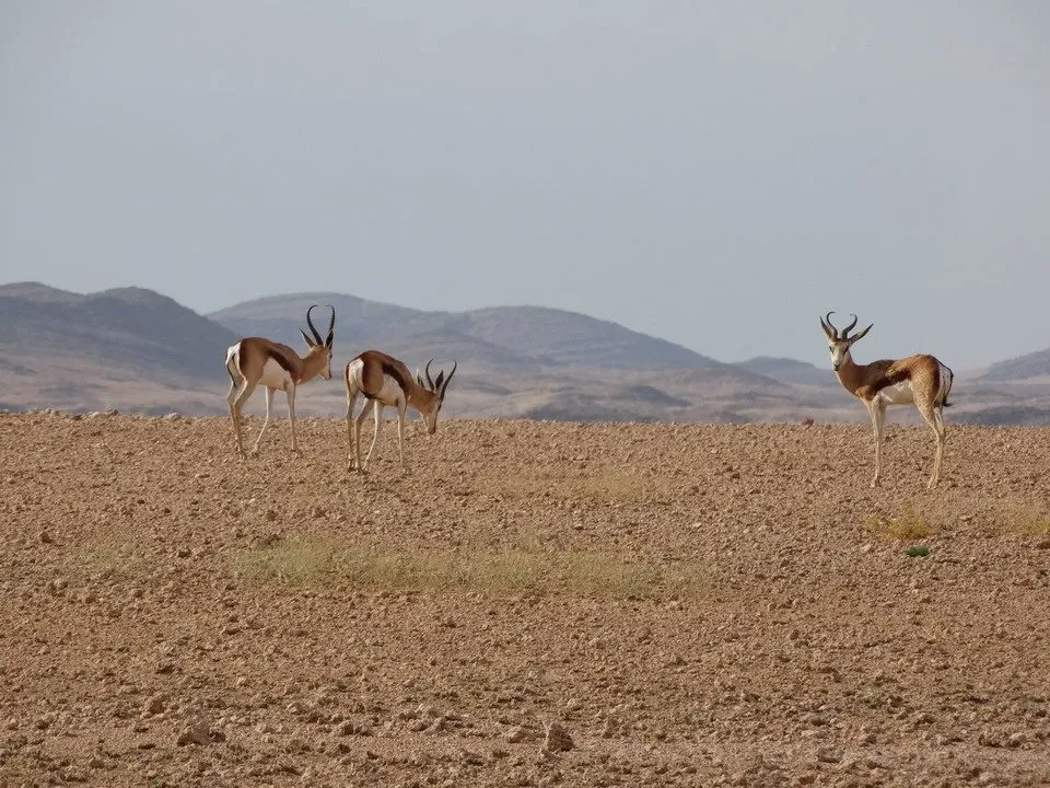 Zebre kudu pascolano su una savana secca e ondulata.
