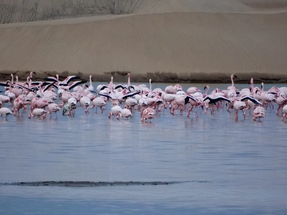 Flamingi nuotano nelle acque poco profonde nel paesaggio desertico.