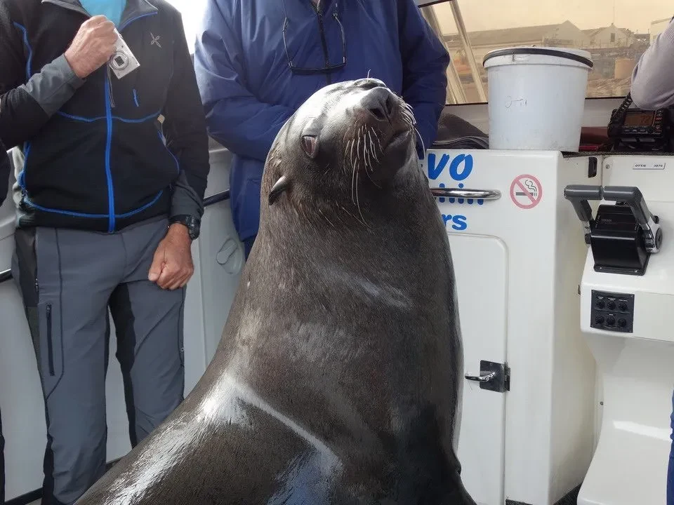 Un uomo e un animale sono visibili su una nave in un contesto di viaggio.