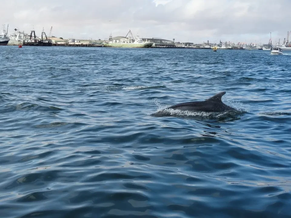 Un delfino salta sull'acqua in una zona portuale.