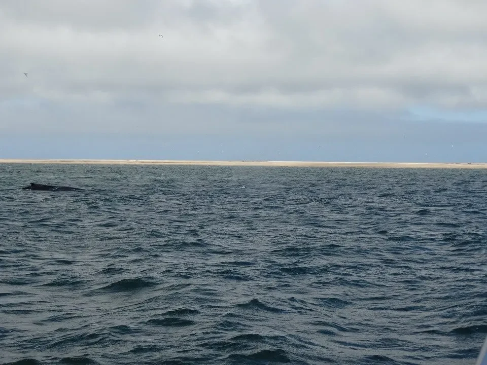 Mare mosso con una linea di terra all'orizzonte sotto un cielo coperto.