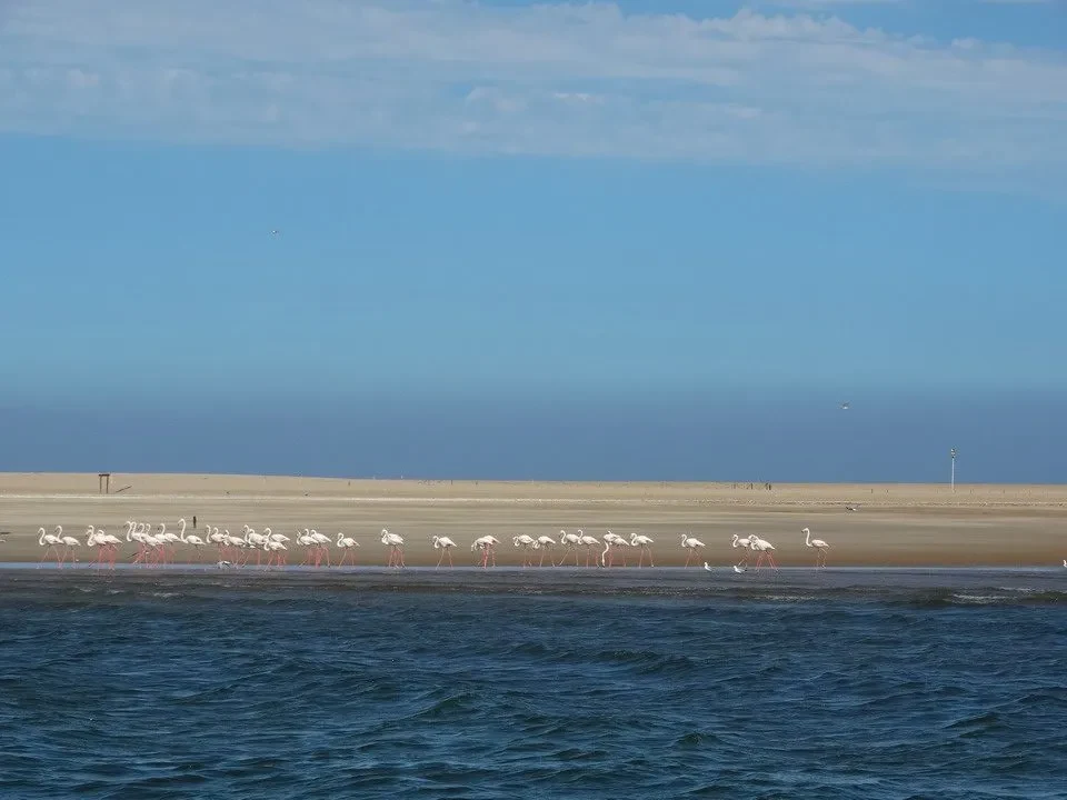 Fenicotteri nuotano in acque basse vicino alla riva sabbiosa.