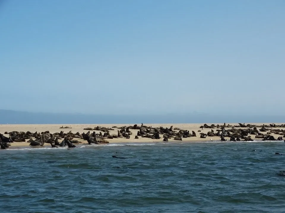 Un gruppo di uccelli è posato sulla riva della spiaggia con il mare sullo sfondo.