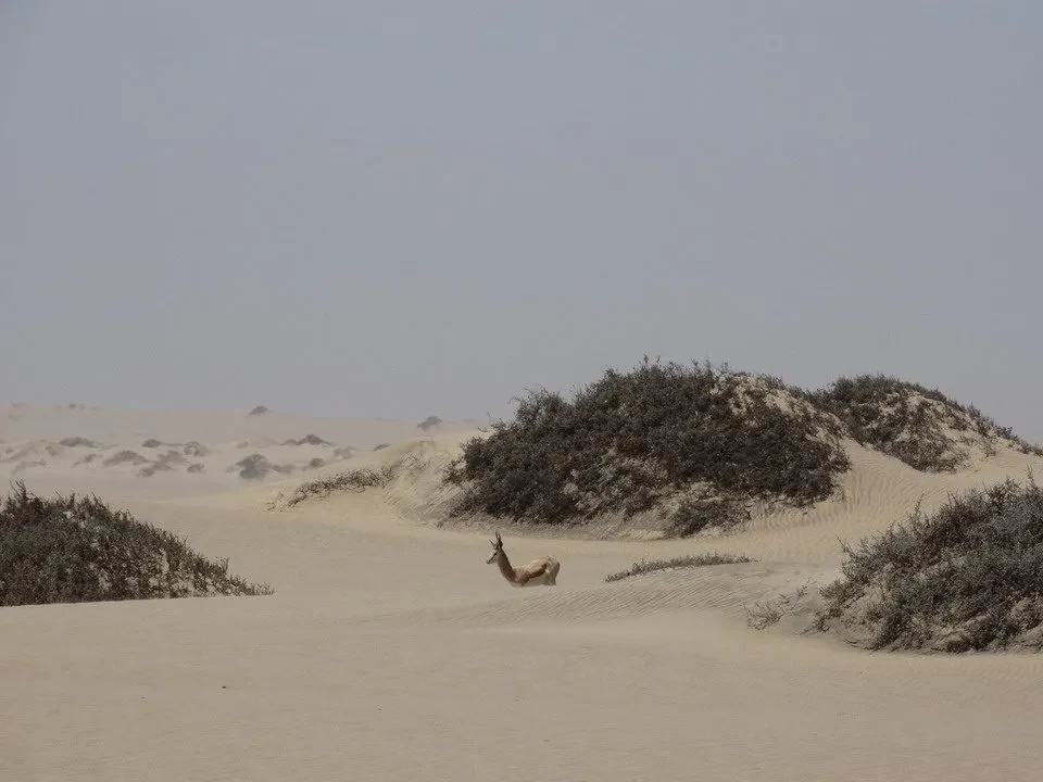 Un animale si muove attraverso dune di sabbia nel deserto africano.