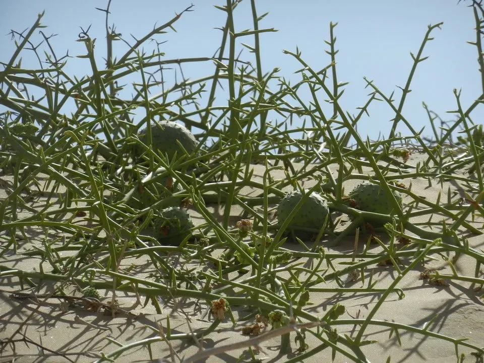 Una vista di piante spinose e frutti verdi in un paesaggio arido.