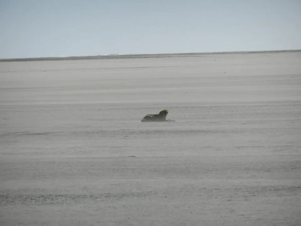 Un animale si muove attraverso un vasto paesaggio deserto.