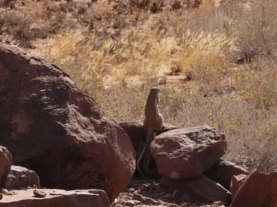 Una scimmia si trova su una roccia nel paesaggio arido del Namib o della Botswana.