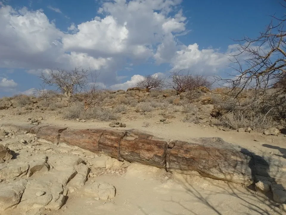 Un tronco d'albero fossile giace su un terreno arido sotto un cielo nuvoloso.