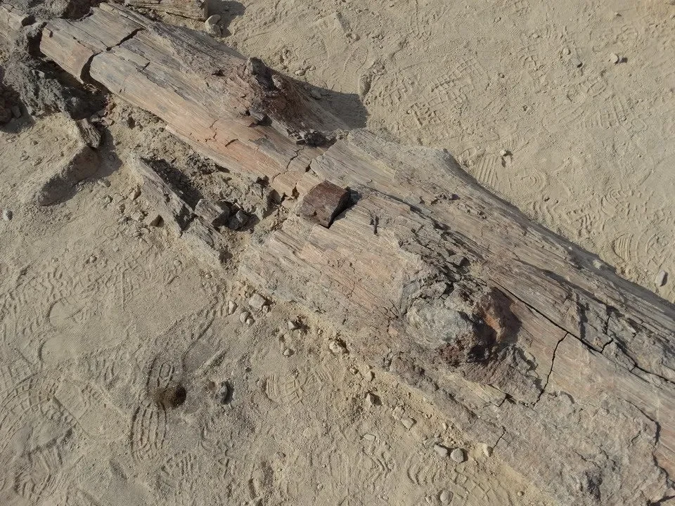 Un tronco fossile giace nel terreno sabbioso della Namibia o del Botswana.