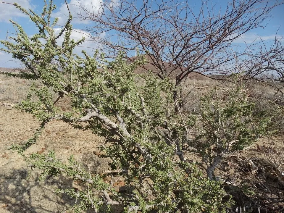 Albero secco con vegetazione rada in un paesaggio arido africano.