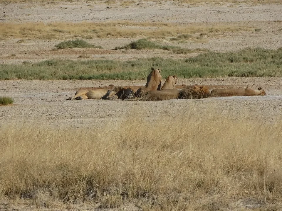 Una mandria di leoni riposano in una savana secca.