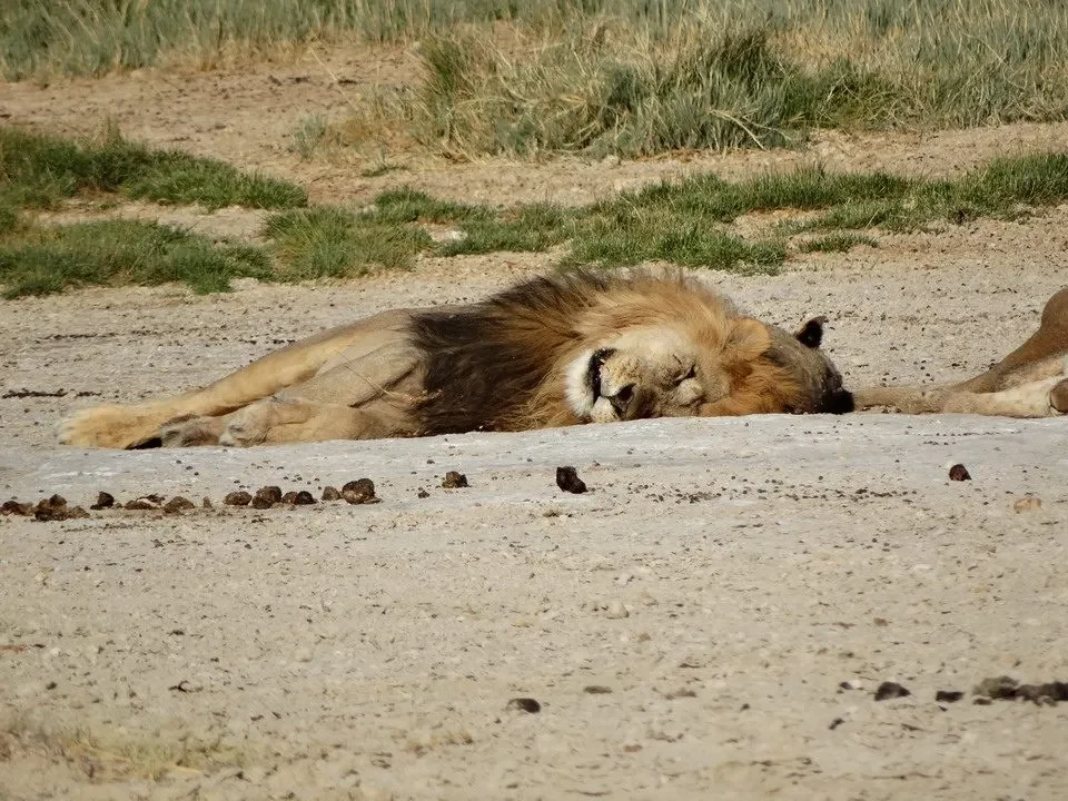 Un leone riposa sdraiato sulla sabbia in un paesaggio africano.