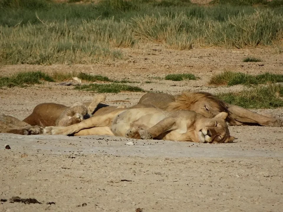 Leoni riposano sdraiati sull'erba secca in una savana africana.