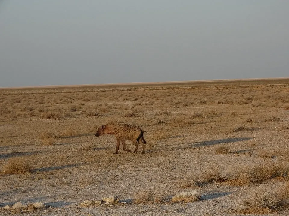 Un leopardo cammina attraverso una savana secca in Namibia.
