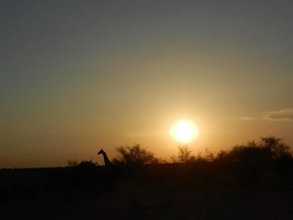 Silhouette di un animale al tramonto sulla savana africana.
