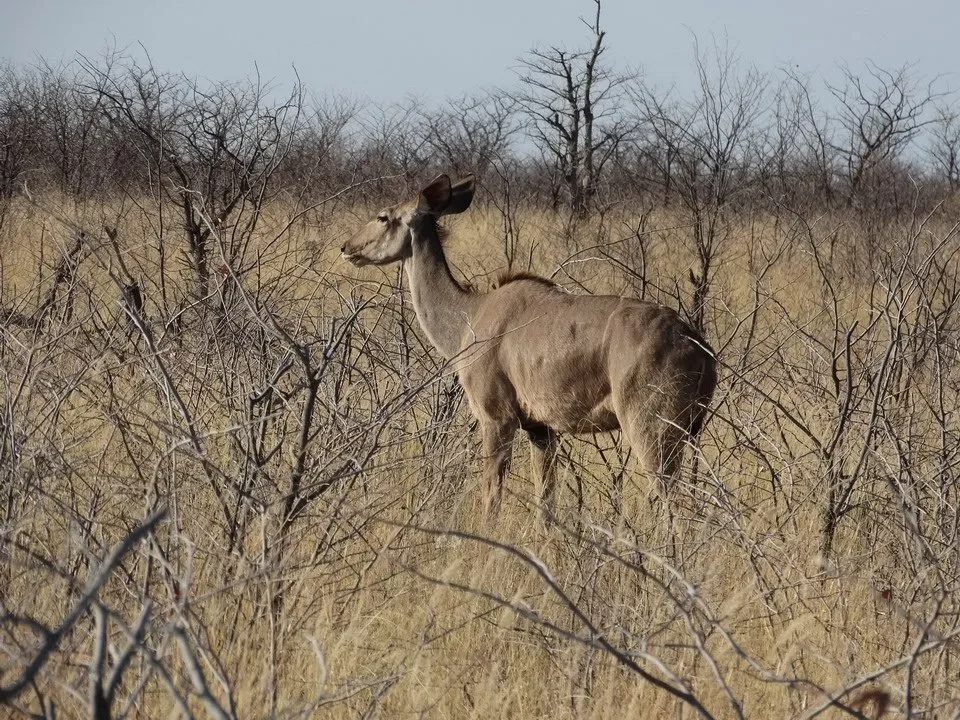 Un rinoceronte si muove attraverso la savana secca.