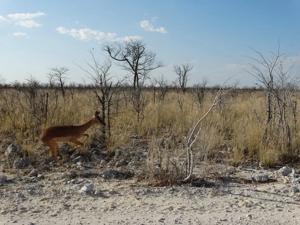 Un antilope attraversa una savana secca con alberi spogli.